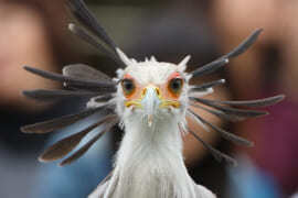 鳥界を代表する美形鳥のヘビクイワシ