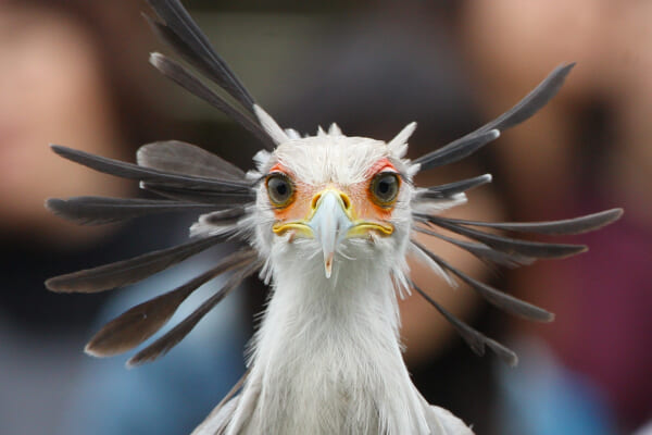 鳥界を代表する美形鳥のヘビクイワシ