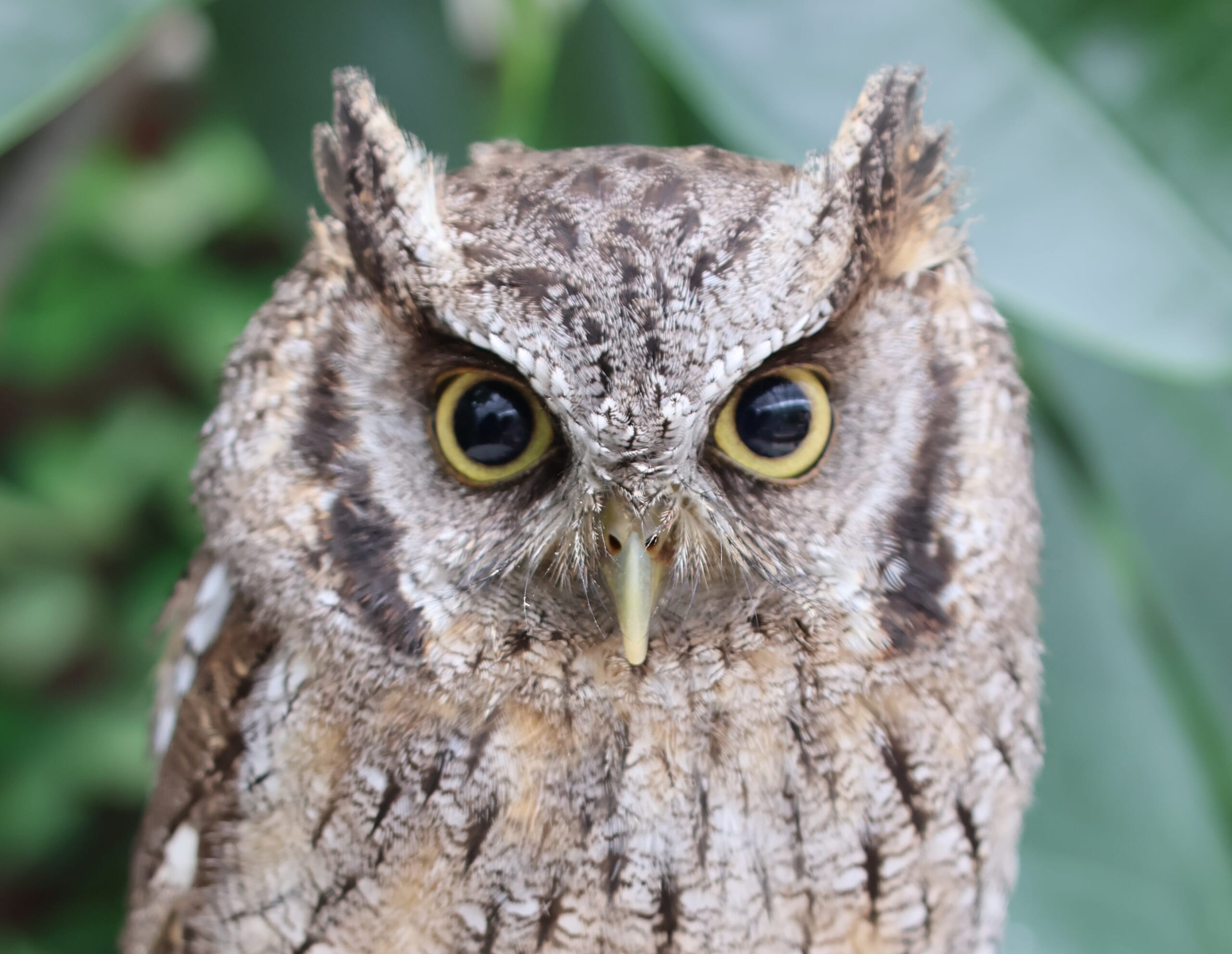 大きなフクロウの湧水 なぜ目が大きい？ 首がクルッと回る理由は？ 知っているようで知らない