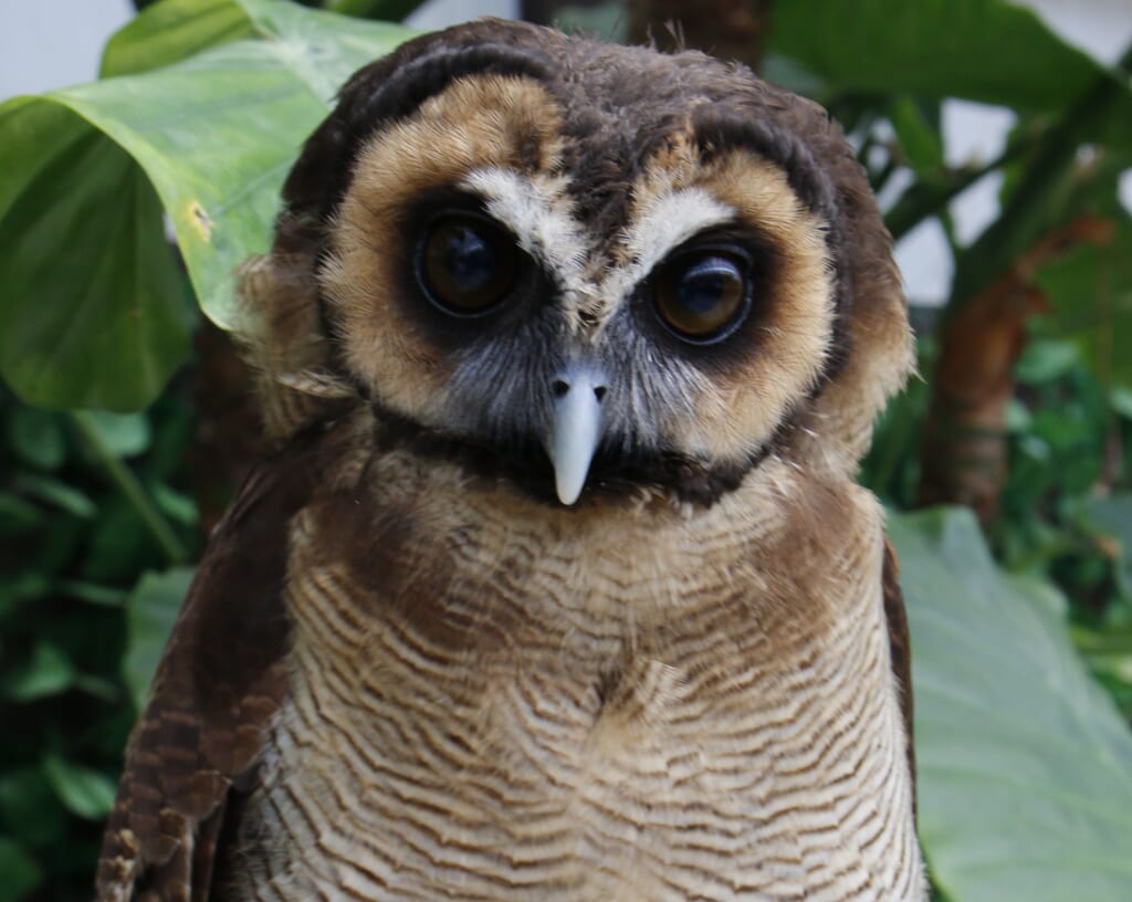 オオフクロウのくるみ