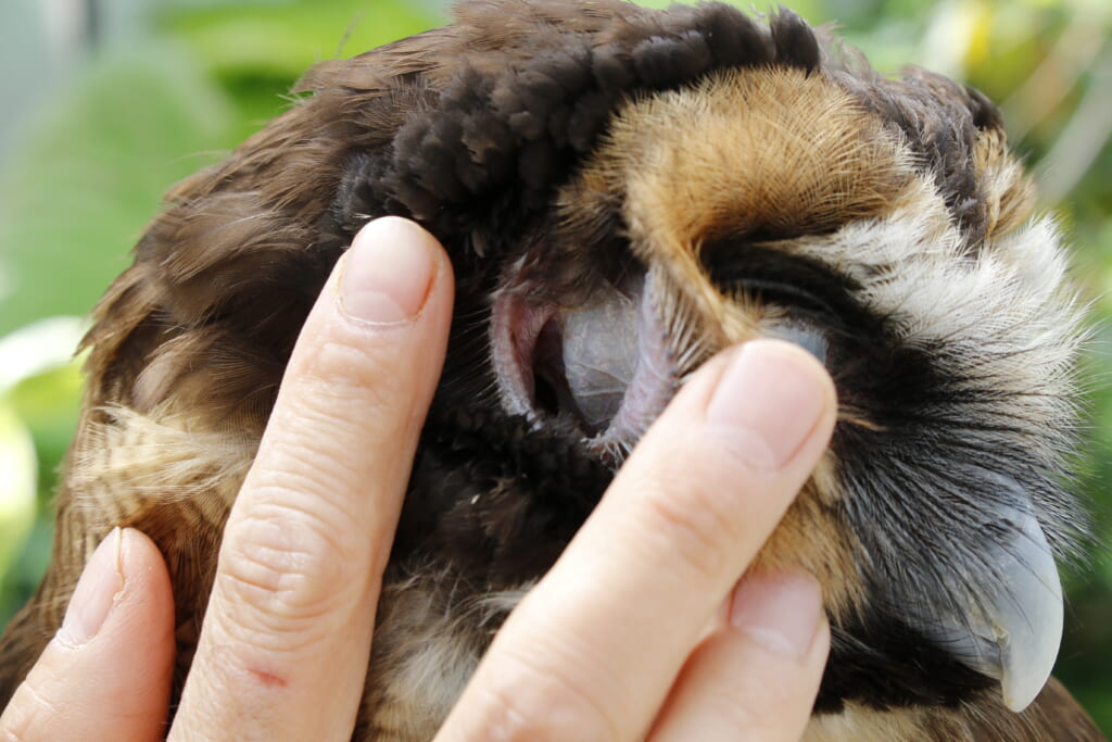 普段は隠れているフクロウの耳