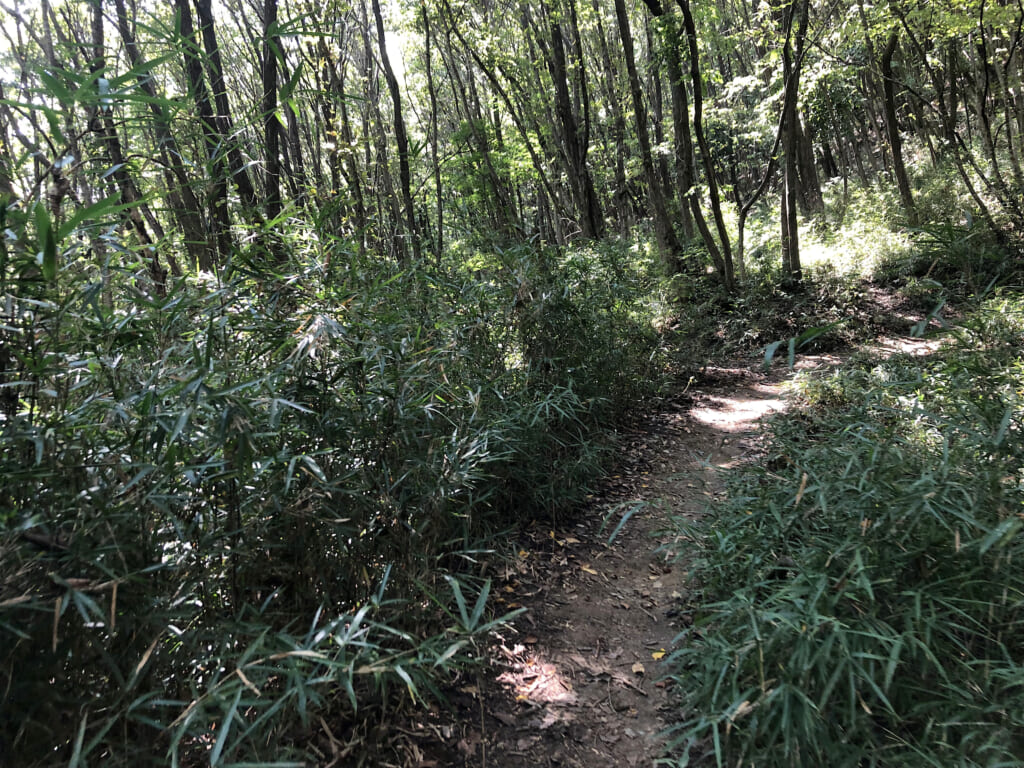 スタート地点の緩やかな山道