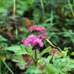 【画像】牧野富太郎も通った薬草と花の名山。高山植物を愛でながら伊吹山ハイキング【前編】 〜 画像1