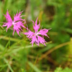 【画像】牧野富太郎も通った薬草と花の名山。高山植物を愛でながら伊吹山ハイキング【前編】 〜 画像1