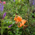 【画像】牧野富太郎も通った薬草と花の名山。高山植物を愛でながら伊吹山ハイキング【前編】 〜 画像1