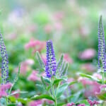 【画像】牧野富太郎も通った薬草と花の名山。高山植物を愛でながら伊吹山ハイキング【前編】 〜 画像1