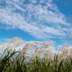 【画像】空に浮かぶ雲の正体は何？ 　雲のことを知って雲と仲良くなる「雲の図鑑」〜vol.09〜うろこぐも 〜 画像1