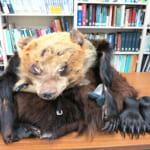 【画像】「クマが出た！」「怖い！」ばかりでは何も解決しない！　クマを正しく知るためのグッズを活用しよう 〜 画像1