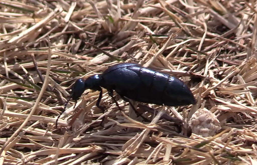 ツチハンミョウ