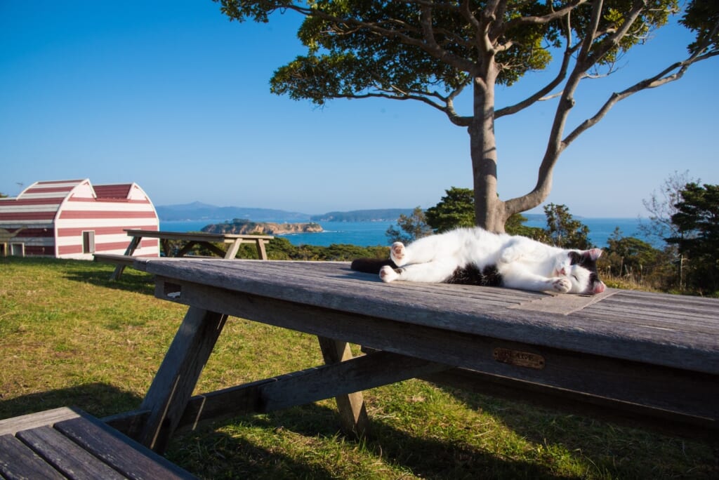 田代島の猫