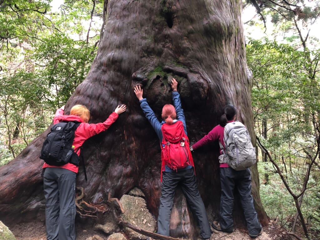 屋久島の縄文杉