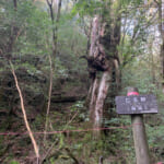 【画像】どれもが樹齢1000年以上！　怒涛の屋久杉ラッシュ　屋久島・縄文杉を見に行く10時間トレッキング【vol.02   中編】 〜 画像1