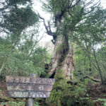 【画像】どれもが樹齢1000年以上！　怒涛の屋久杉ラッシュ　屋久島・縄文杉を見に行く10時間トレッキング【vol.02   中編】 〜 画像1