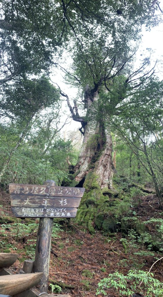 屋久島