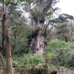 【画像】ついに樹齢7000年の縄文杉と対面！   屋久島・縄文杉を見に行く10時間トレッキング【vol.03　後編】 〜 画像1