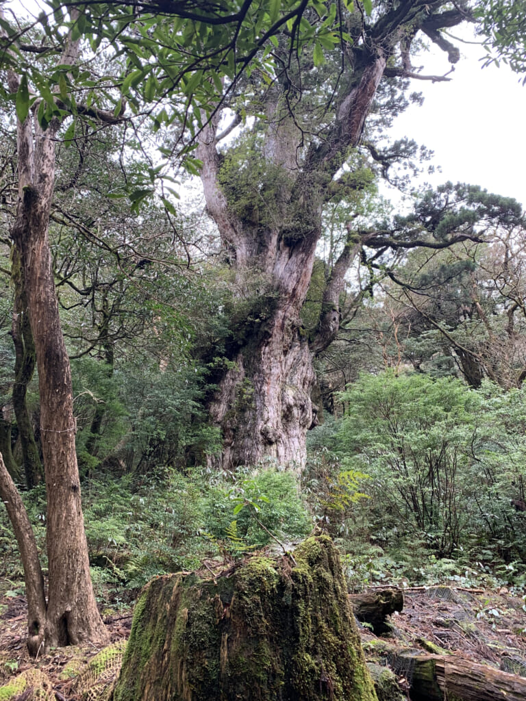 屋久島