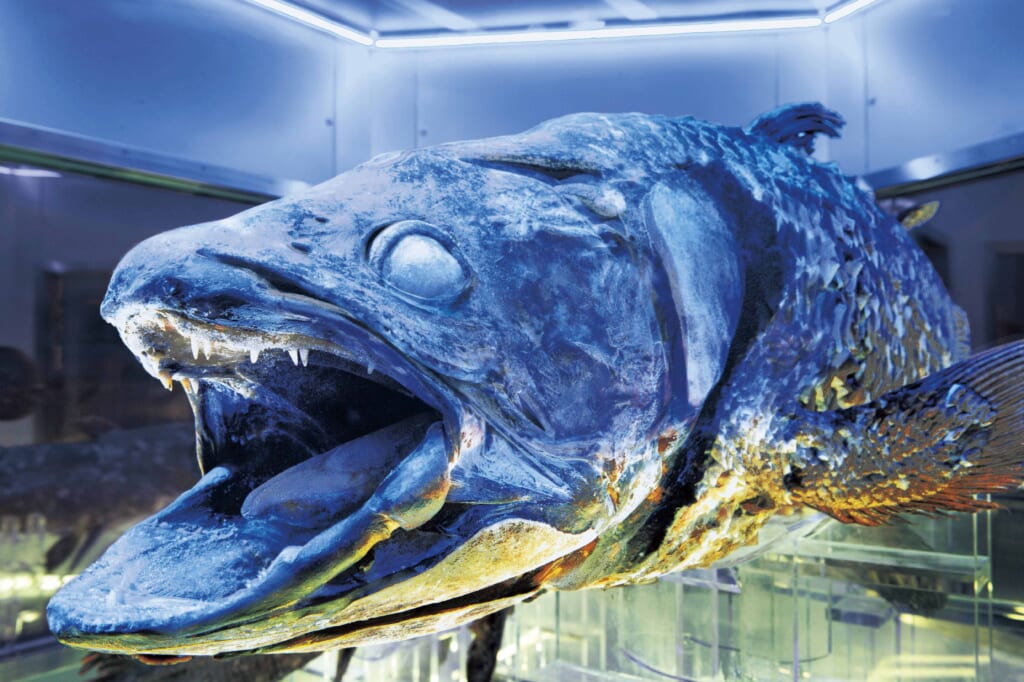 沼津港深海水族館に聞く！ 摩訶不思議なシーラカンスの世界【へんな 