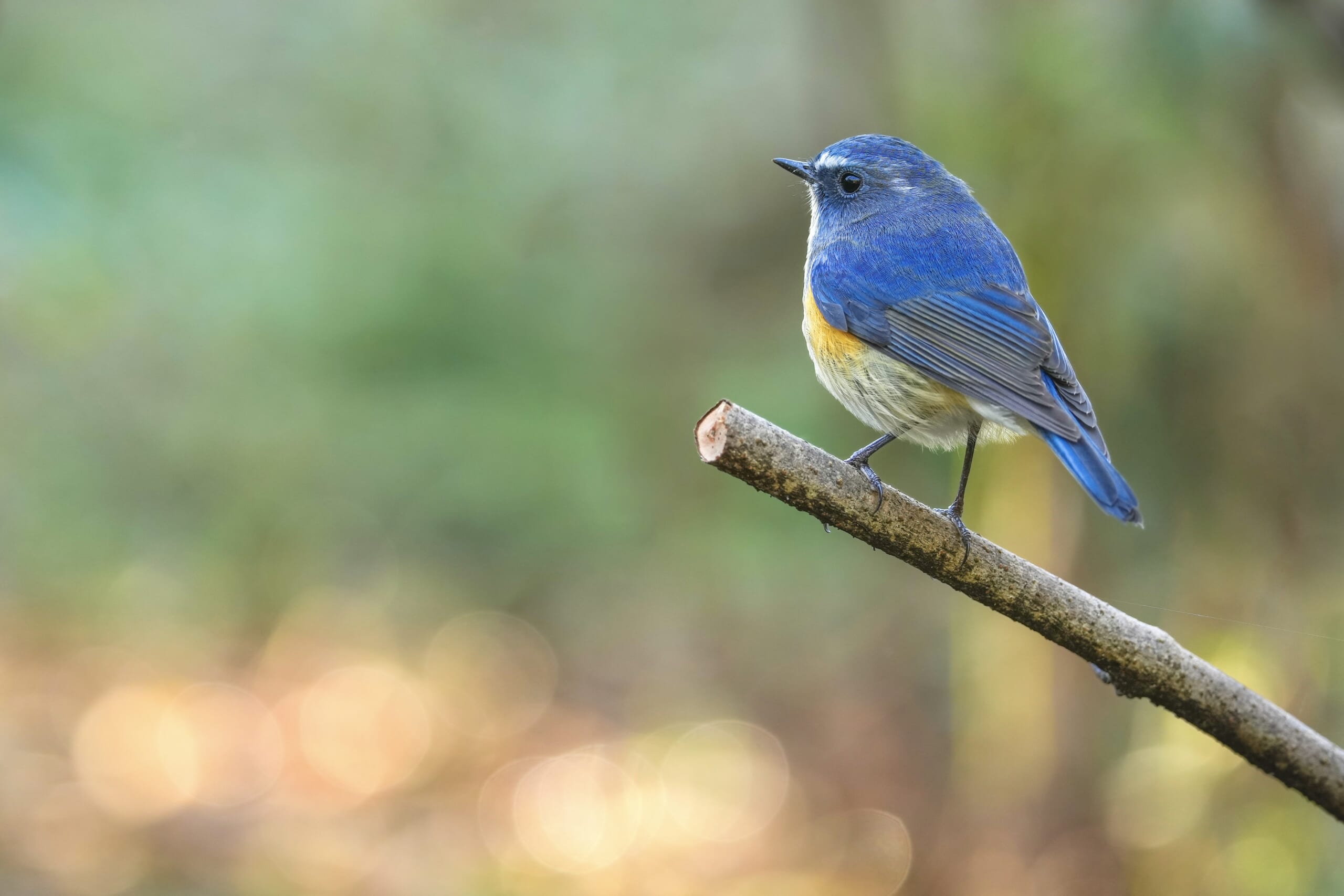 何種類くらいの野鳥を探せる？ 都内有数のサンクチュアリ・昭和