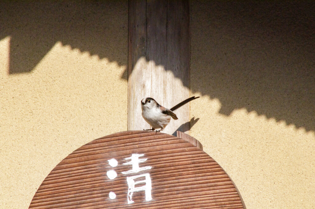 看板に止まるエナガ