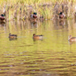 【画像】何種類くらいの野鳥を探せる？　都内有数のサンクチュアリ・昭和記念公園で野鳥観察【関東エリア】 〜 画像1