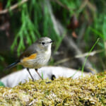 【画像】何種類くらいの野鳥を探せる？　都内有数のサンクチュアリ・昭和記念公園で野鳥観察【関東エリア】 〜 画像1