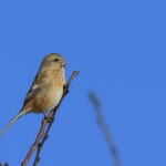 【画像】何種類くらいの野鳥を探せる？　都内有数のサンクチュアリ・昭和記念公園で野鳥観察【関東エリア】 〜 画像1