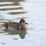 【画像】何種類くらいの野鳥を探せる？　都内有数のサンクチュアリ・昭和記念公園で野鳥観察【関東エリア】 〜 画像1