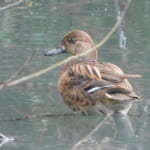 【画像】何種類くらいの野鳥を探せる？　都内有数のサンクチュアリ・昭和記念公園で野鳥観察【関東エリア】 〜 画像1