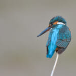 【画像】何種類くらいの野鳥を探せる？　都内有数のサンクチュアリ・昭和記念公園で野鳥観察【関東エリア】 〜 画像1