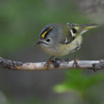 【画像】何種類くらいの野鳥を探せる？　都内有数のサンクチュアリ・昭和記念公園で野鳥観察【関東エリア】 〜 画像1