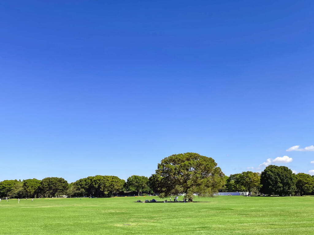 昭和記念公園の広場とシンボルツリー