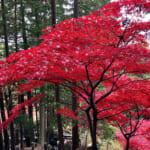 【画像】「山岳信仰」の聖地！ 初詣から年末詣まで1年中楽しめる「大山登山」の魅力とは 〜 画像1