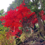 【画像】「山岳信仰」の聖地！ 初詣から年末詣まで1年中楽しめる「大山登山」の魅力とは 〜 画像1