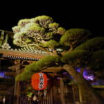 【画像】鎌倉のパワースポット「長谷寺」　ライトアップされた紅葉を愛でながら夜間拝観 〜 画像1