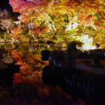 【画像】鎌倉のパワースポット「長谷寺」　ライトアップされた紅葉を愛でながら夜間拝観 〜 画像1