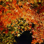 【画像】鎌倉のパワースポット「長谷寺」　ライトアップされた紅葉を愛でながら夜間拝観 〜 画像1