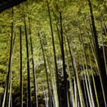 【画像】鎌倉のパワースポット「長谷寺」　ライトアップされた紅葉を愛でながら夜間拝観 〜 画像1