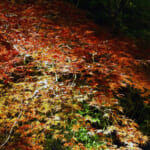 【画像】鎌倉のパワースポット「長谷寺」　ライトアップされた紅葉を愛でながら夜間拝観 〜 画像1