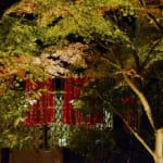 【画像】鎌倉のパワースポット「長谷寺」　ライトアップされた紅葉を愛でながら夜間拝観 〜 画像1