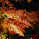 【画像】鎌倉のパワースポット「長谷寺」　ライトアップされた紅葉を愛でながら夜間拝観 〜 画像1