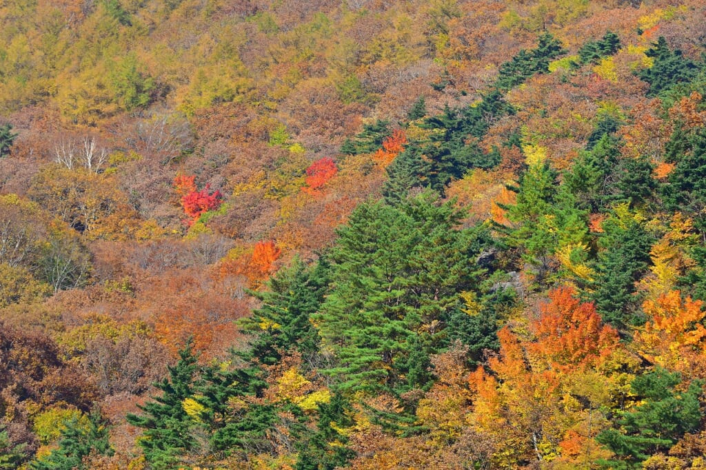 安達太良山紅葉