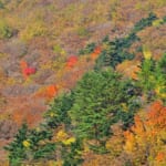【画像】温泉ホテル隣接のキャンプサイトで利便性バツグン！【キャンプで訪ねるみちのくの名湯 vol.01　岳温泉＆さくらキャンプ場】 〜 画像1