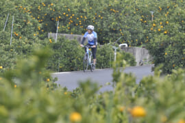 柑橘類の畑の中を走る自転車