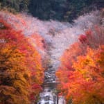 シキザクラと紅葉とのコラボ