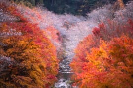 シキザクラと紅葉とのコラボ