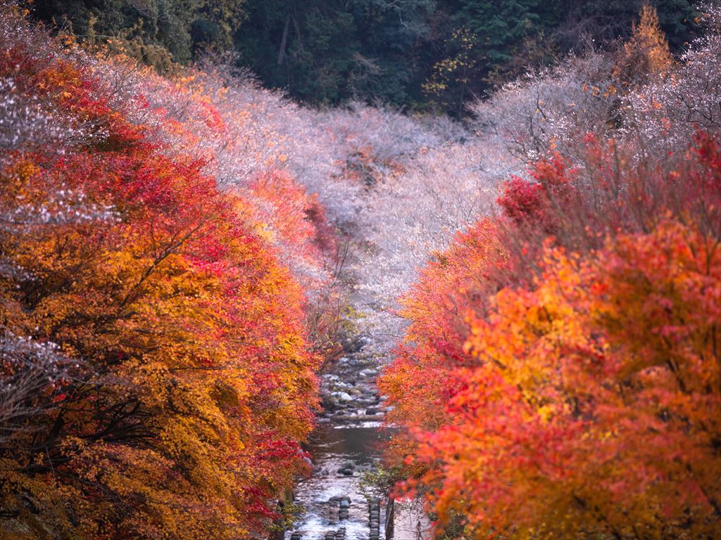 シキザクラと紅葉とのコラボ