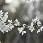 【画像】春以外にも咲く桜があるってホント!?　紅葉や雪とのコラボも見られる全国の〝秋冬桜〟スポット9選 〜 画像1