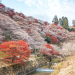 【画像】春以外にも咲く桜があるってホント!?　紅葉や雪とのコラボも見られる全国の〝秋冬桜〟スポット9選 〜 画像1