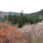 【画像】春以外にも咲く桜があるってホント!?　紅葉や雪とのコラボも見られる全国の〝秋冬桜〟スポット9選 〜 画像1