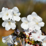 【画像】春以外にも咲く桜があるってホント!?　紅葉や雪とのコラボも見られる全国の〝秋冬桜〟スポット9選 〜 画像1